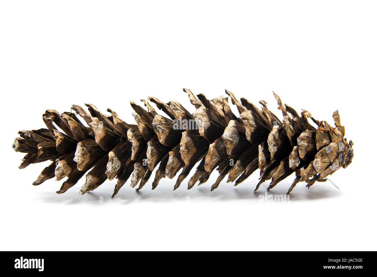Pine cones isolated on white background Stock Photo - Alamy