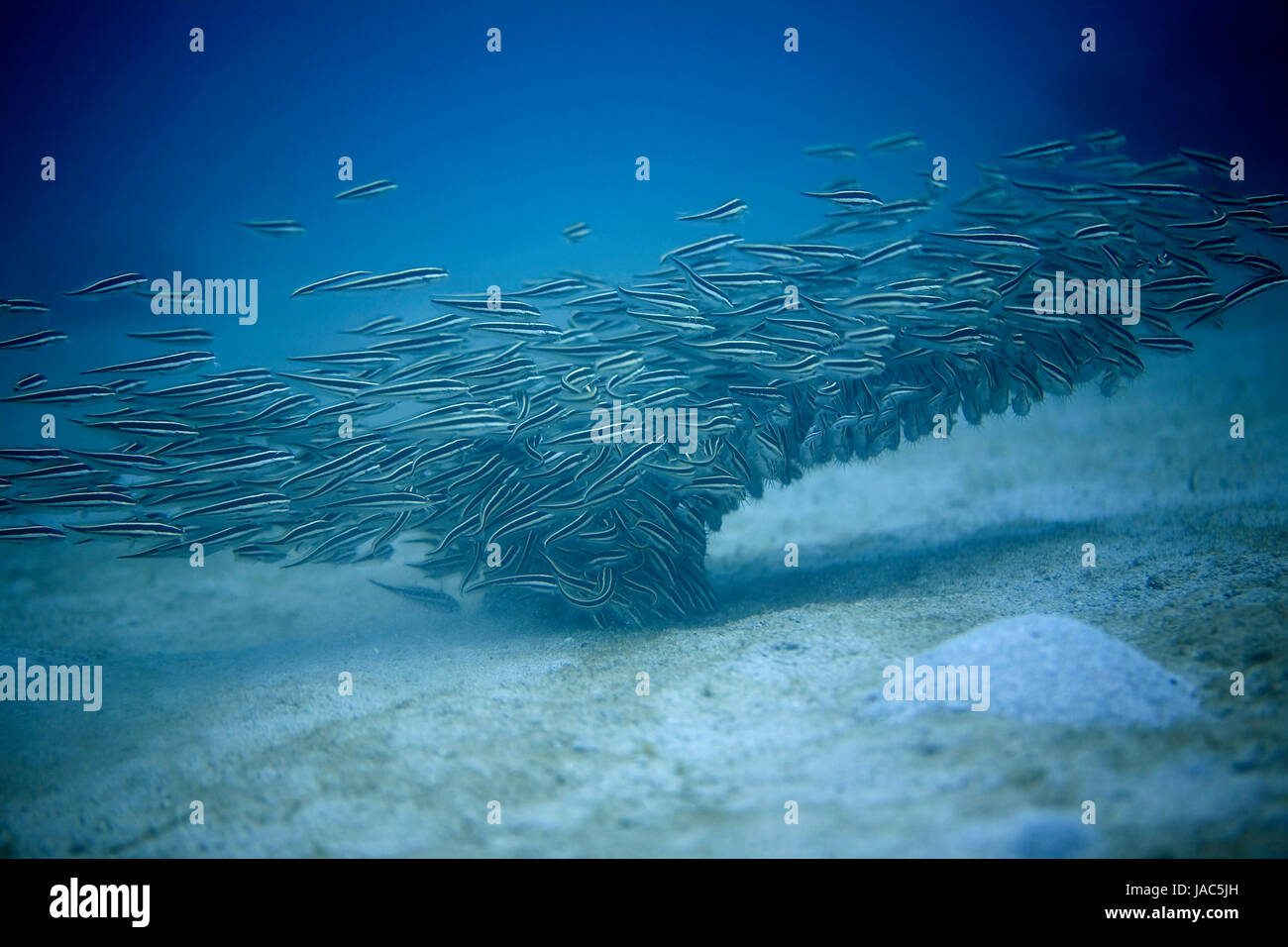 Fish tornado hi-res stock photography and images - Alamy, image size:1300x956