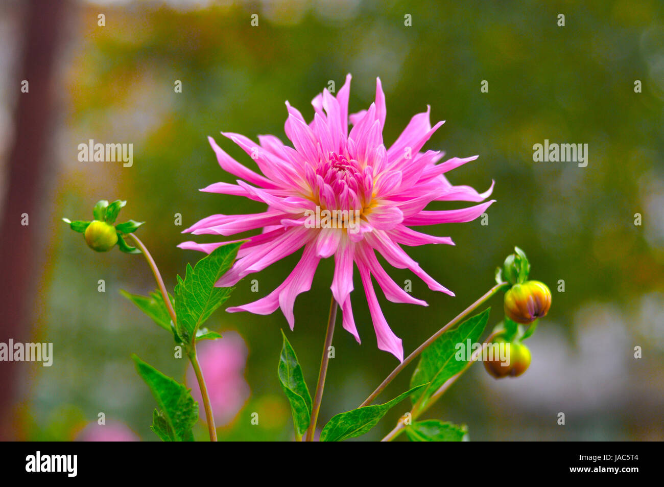 Pink Aster (Michaelmas daisy) close-up, Moscow region, Russia Stock Photo
