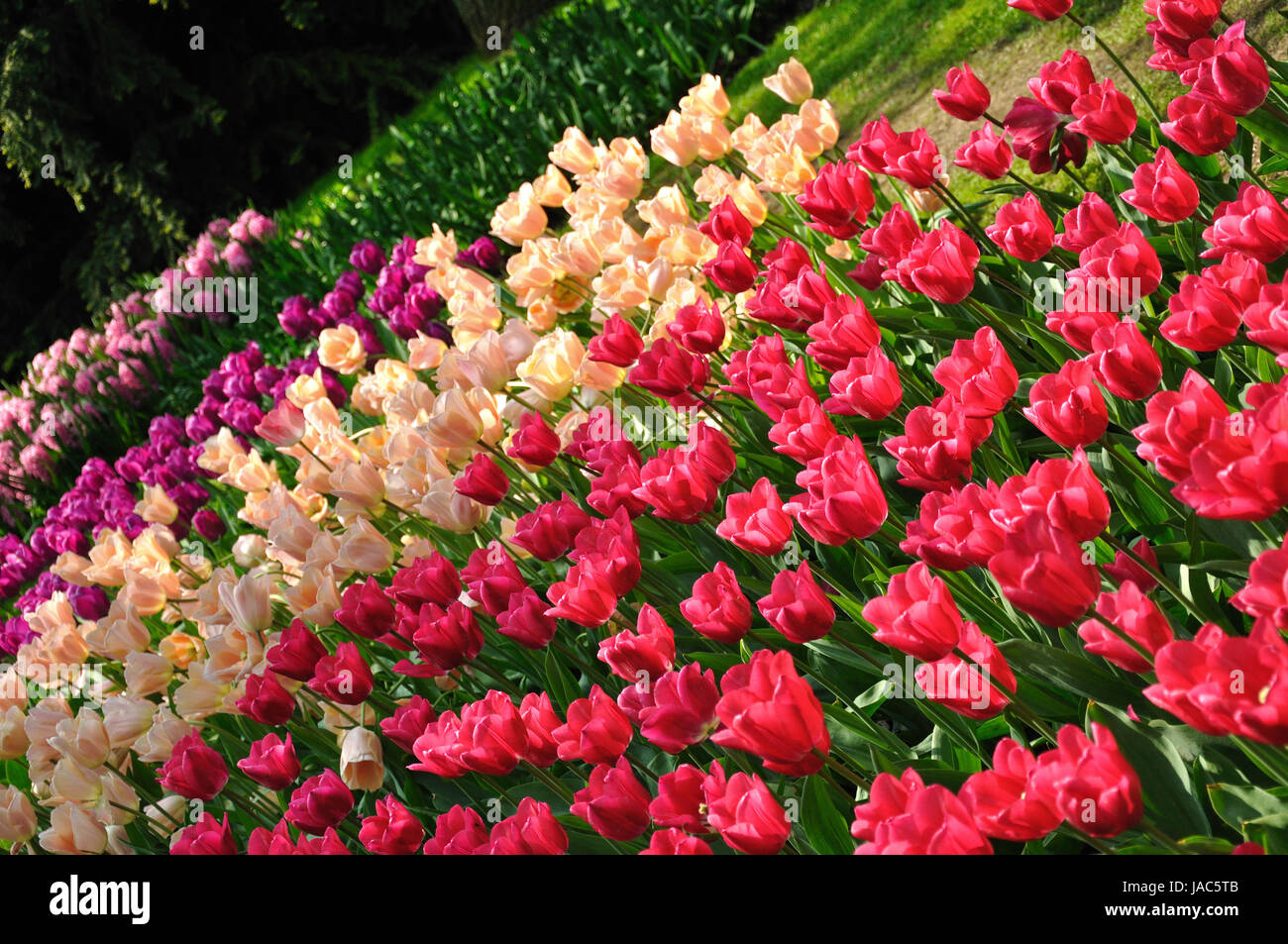Purple, pink and white tulips in Keukenhof park in Holland Stock Photo ...