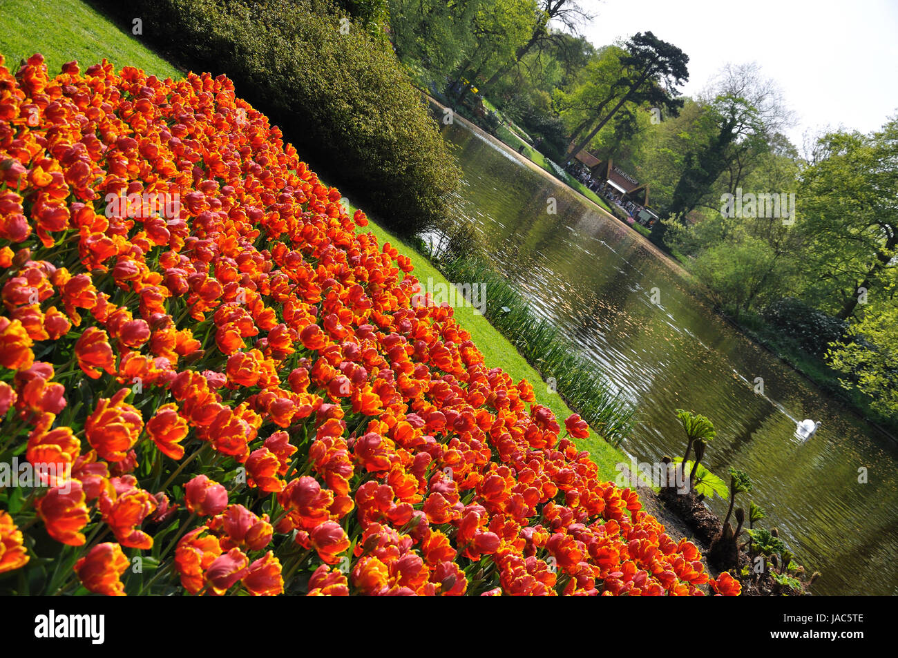 Red-yellow tulips in Keukenhof park in Holland Stock Photo - Alamy