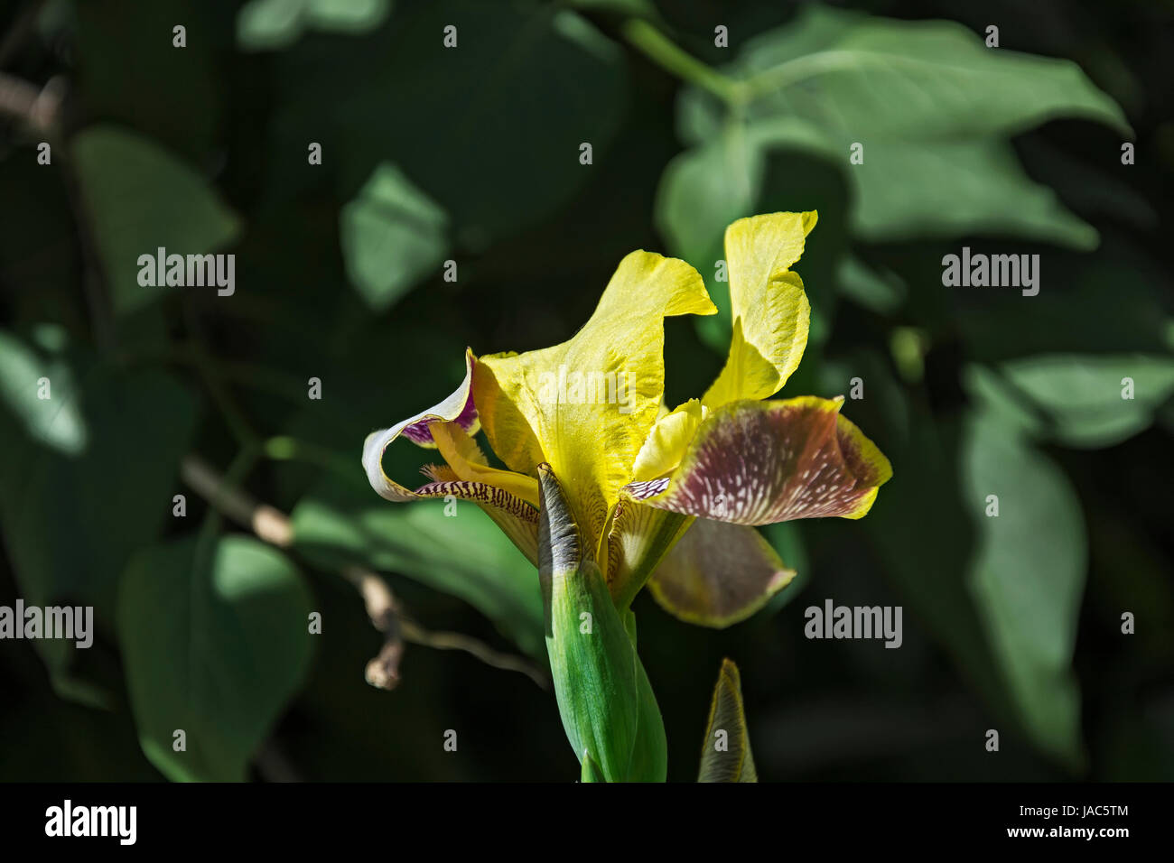 Yellowpurple inflorescence of iris flower and bud of nonblooming