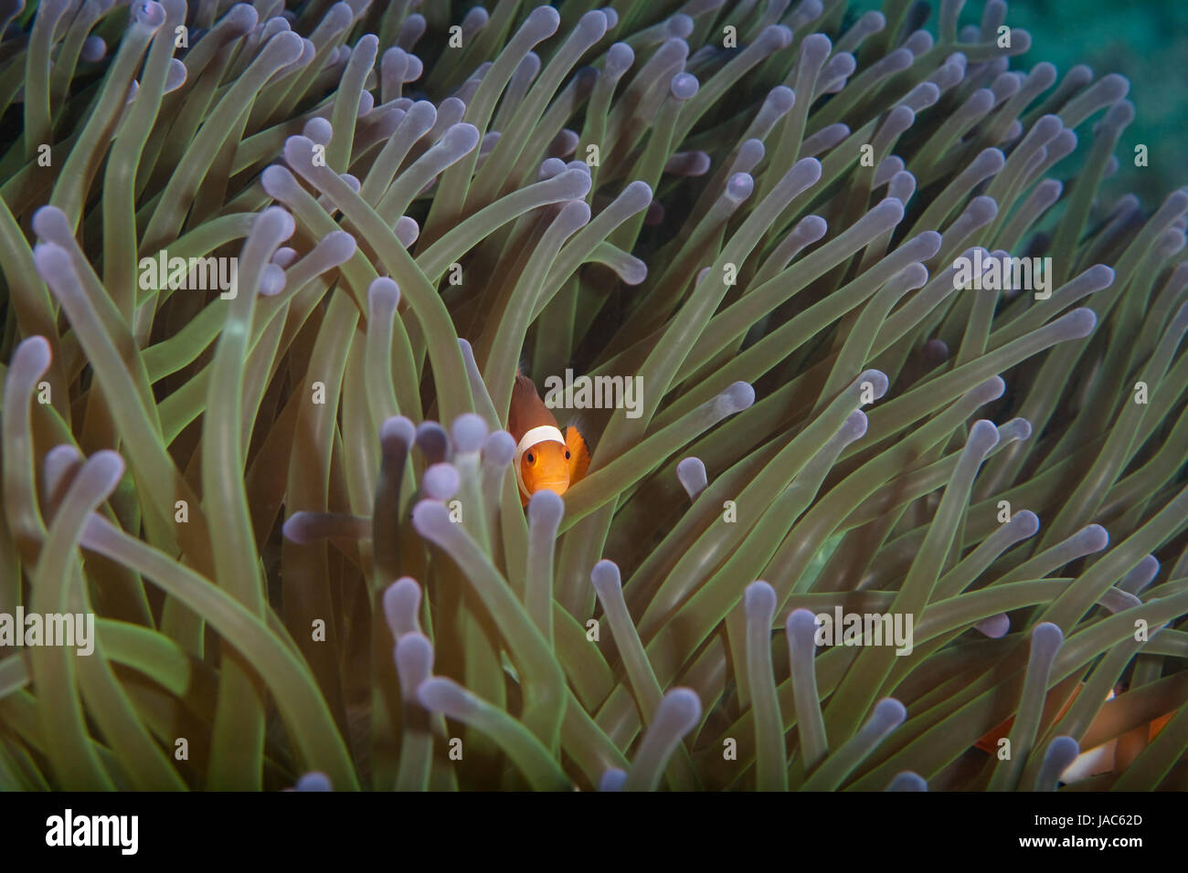 clown fish hiding in its sea anemone Stock Photo Alamy