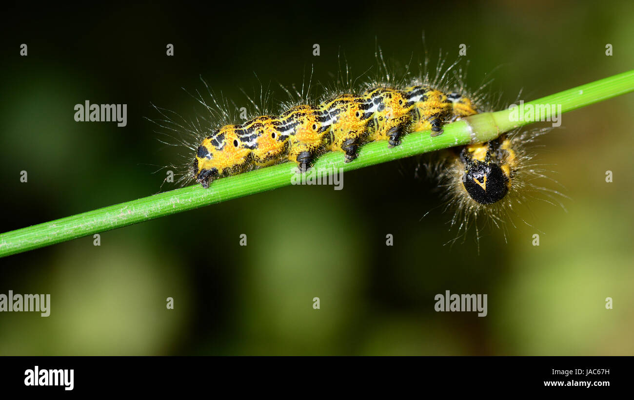 moon bird caterpillar Stock Photo Alamy