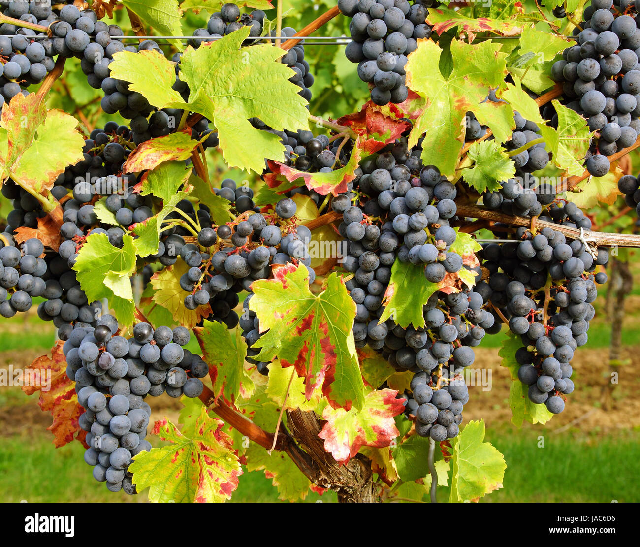 Weinstock - Rotwein Stock Photo - Alamy