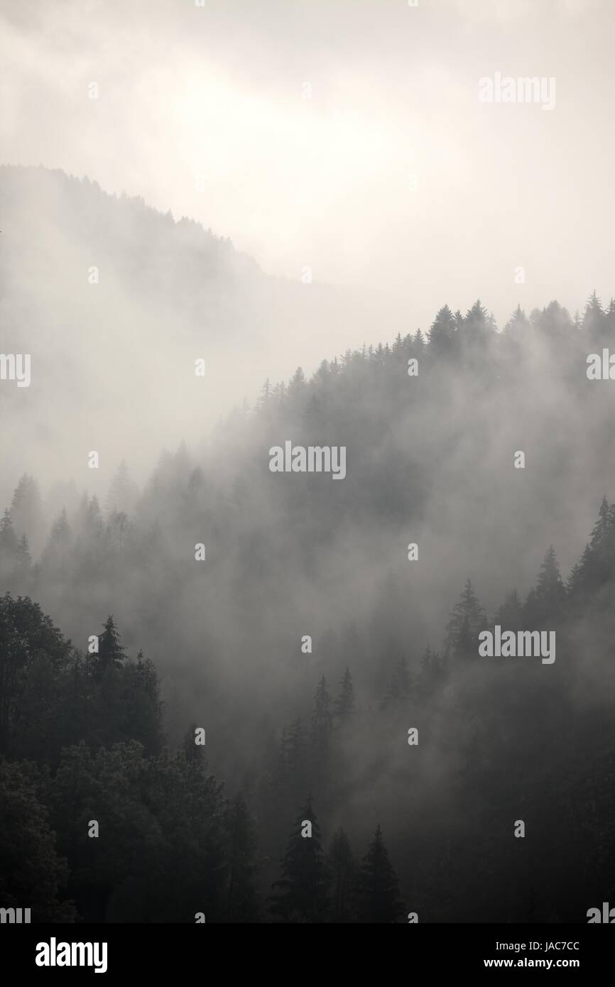 Fog covering the mountain forests Stock Photo - Alamy