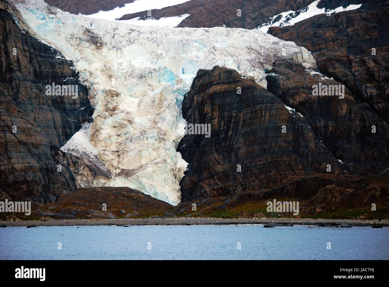 melting glacier and penguin colony on south georgia Stock Photo