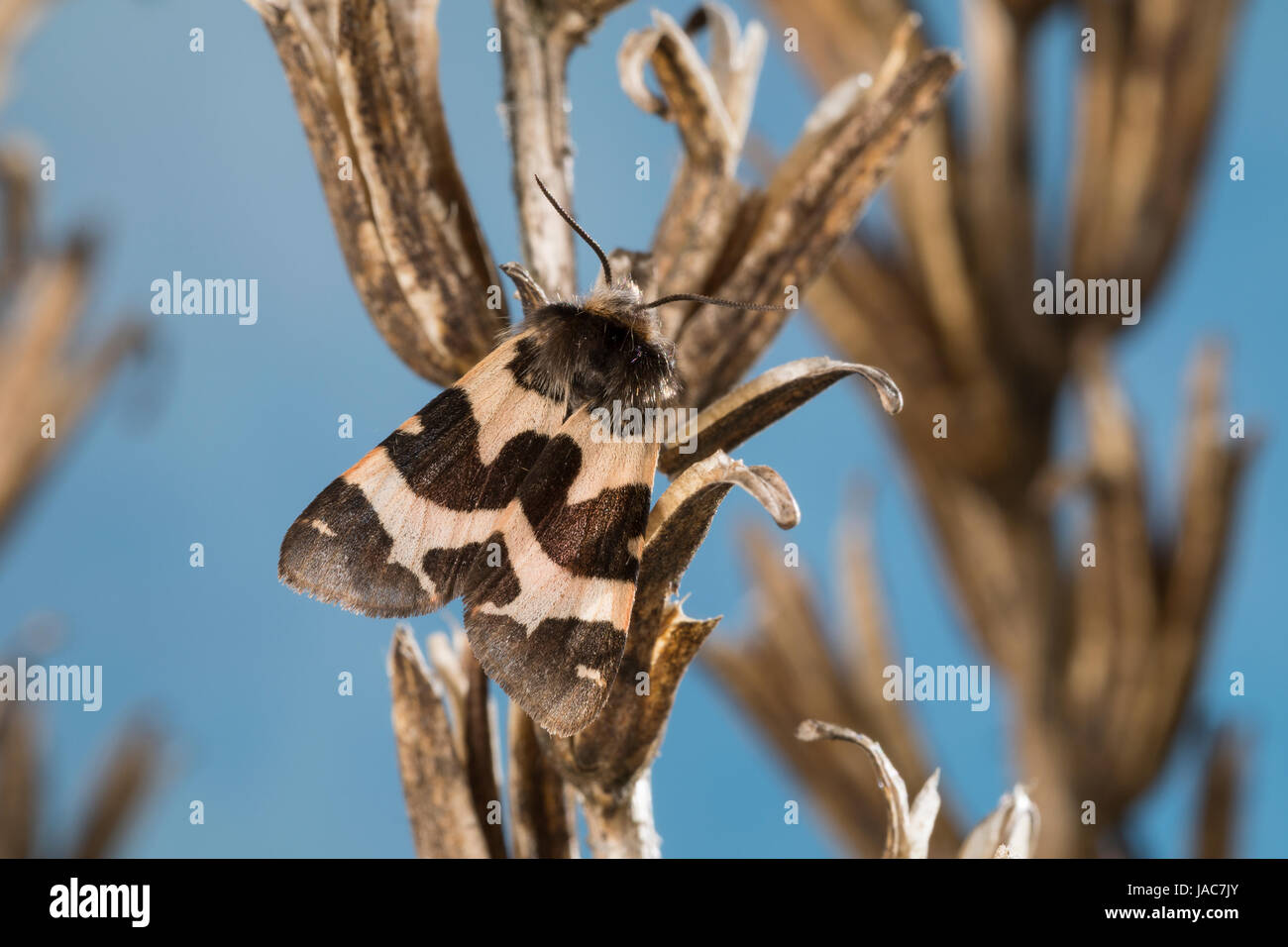 Labkrautbär, Waldmeisterbär, Labkraut-Bär, Waldmeister-Bär, Watsonarctia deserta, Eucharia deserta, Watsonarctia casta, Watsonarctia callesi, Arctia c Stock Photo