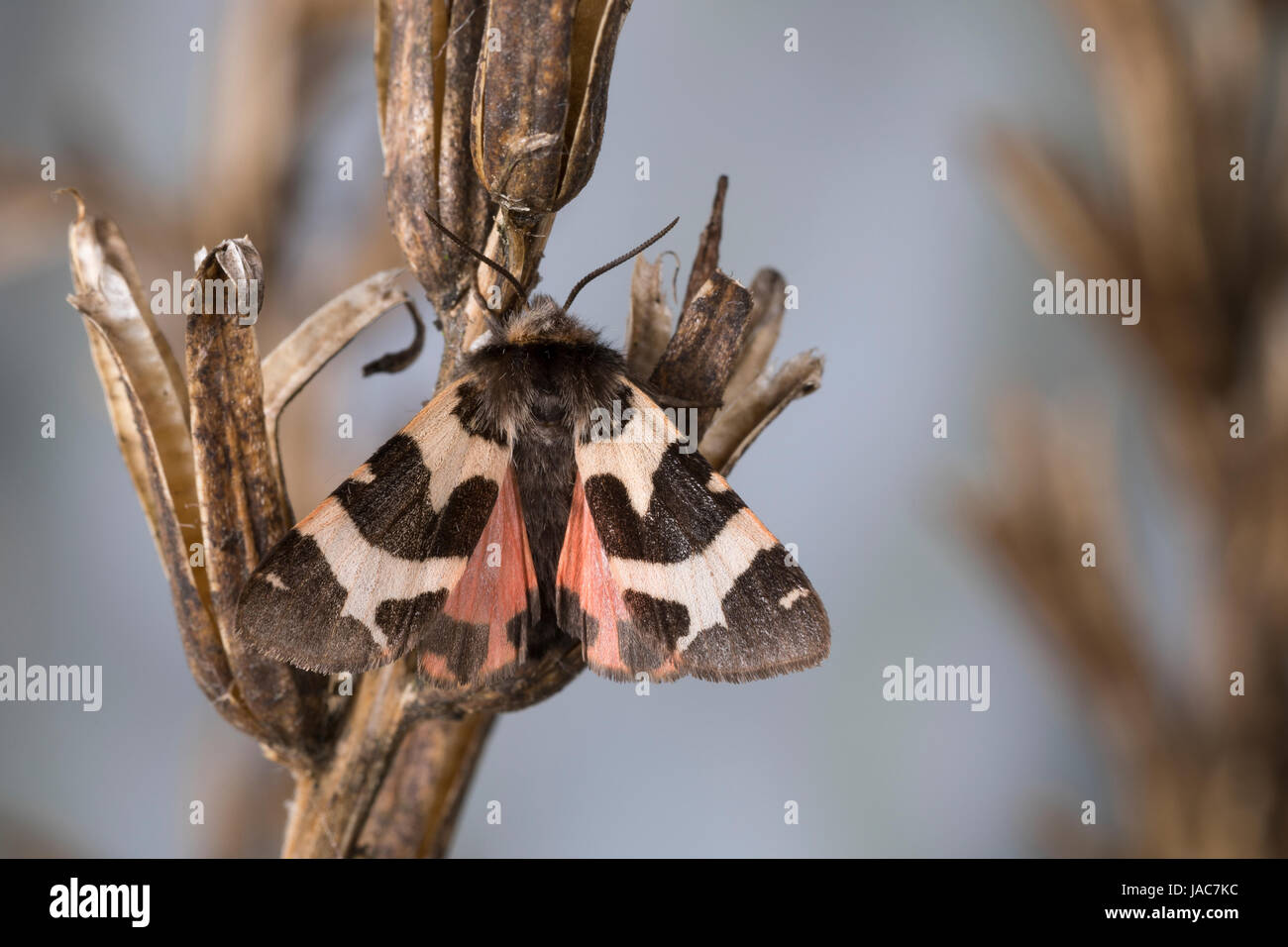 Labkrautbär, Waldmeisterbär, Labkraut-Bär, Waldmeister-Bär, Watsonarctia deserta, Eucharia deserta, Watsonarctia casta, Watsonarctia callesi, Arctia c Stock Photo