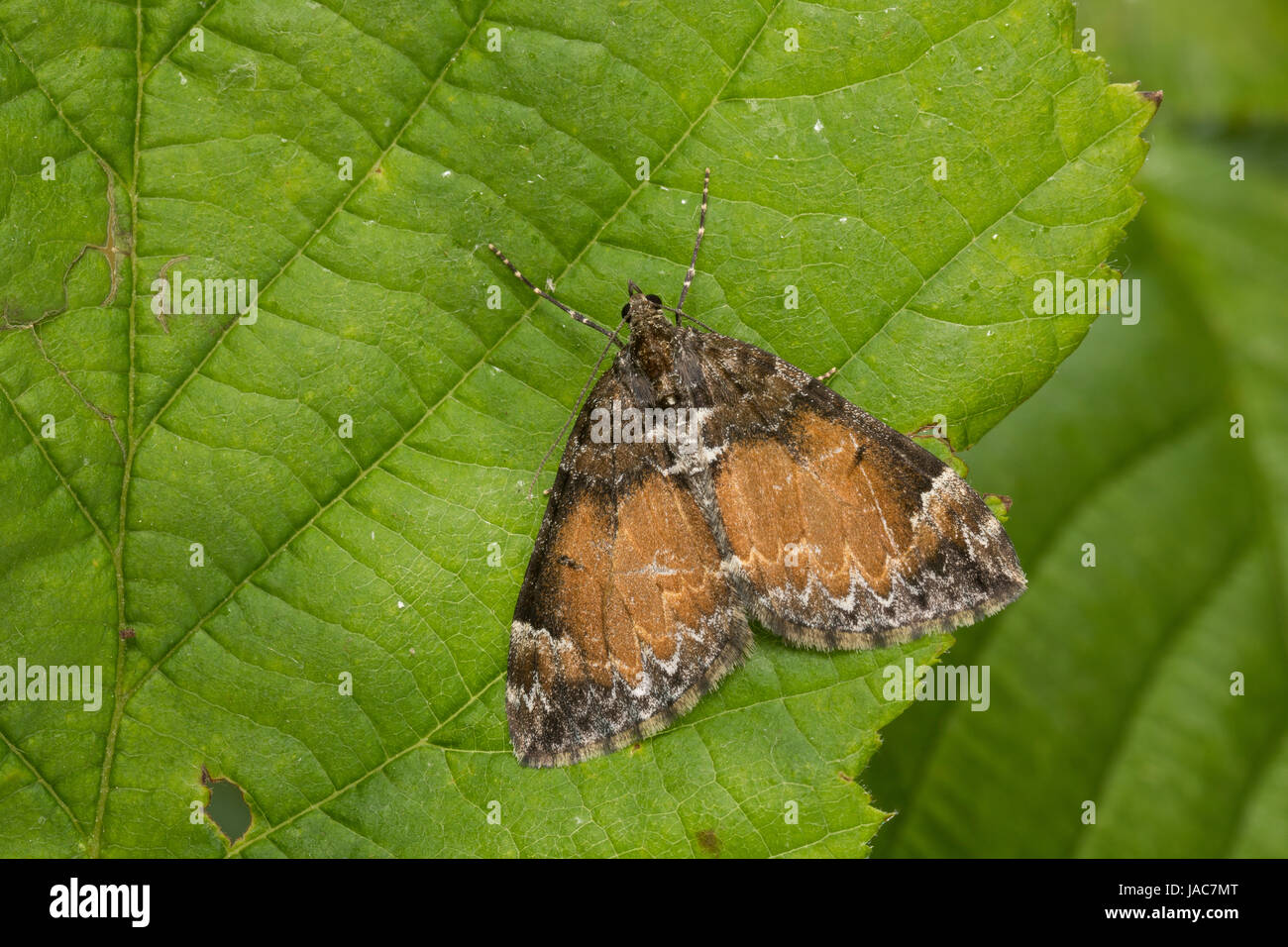 Möndchenflecken-Bindenspanner, Winkelband-Blattspanner, Dysstroma truncata, Chloroclysta truncata, Larentia truncata, Cidaria truncata, common marbled Stock Photo