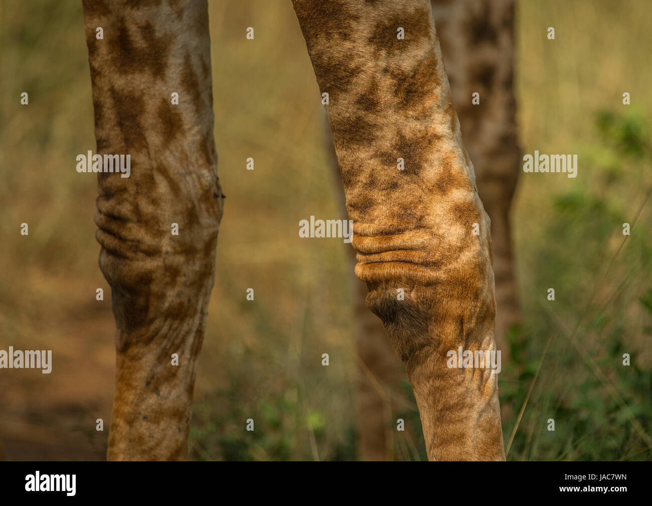 Giraffe knees hires stock photography and images Alamy