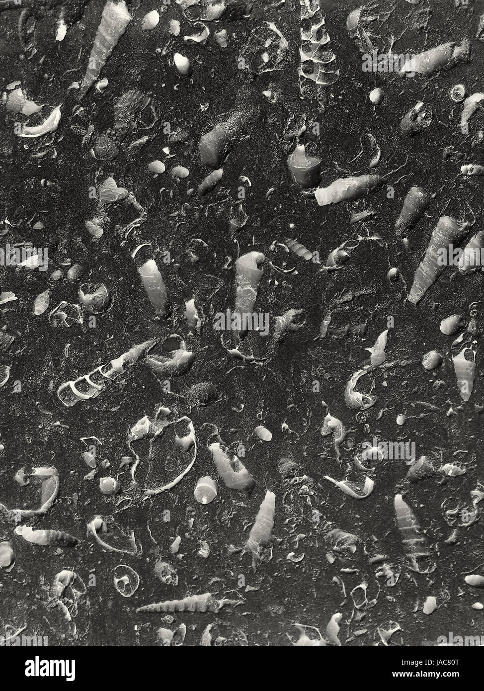 large number fossil sea shells on a dark rock Stock Photo
