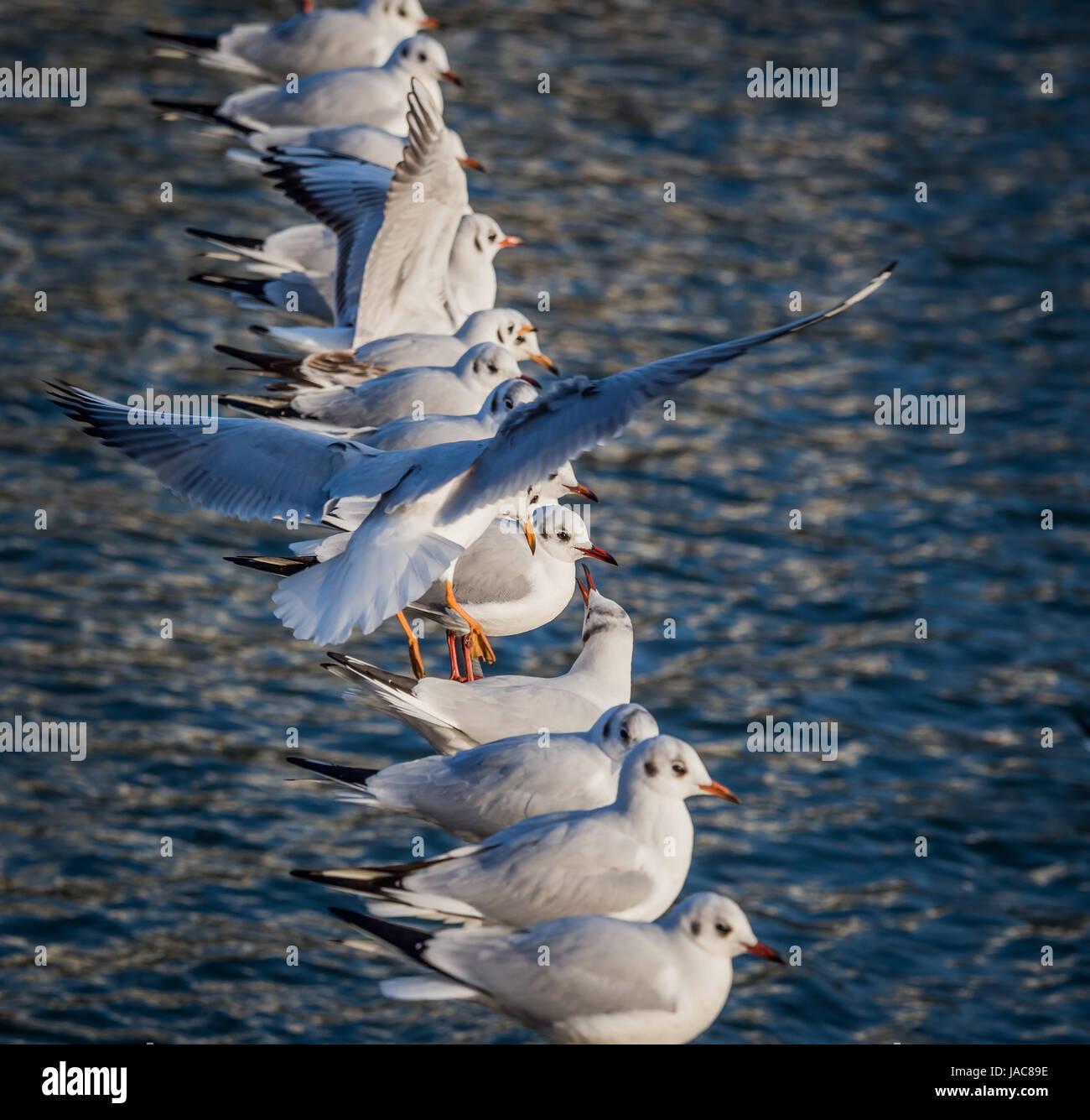 A gull flies to a rope with many other gulls. Symbolic photo for place need, narrowness and claustrophobia, Eine Möwe fliegt zu einem Seil mit vielen  Stock Photo