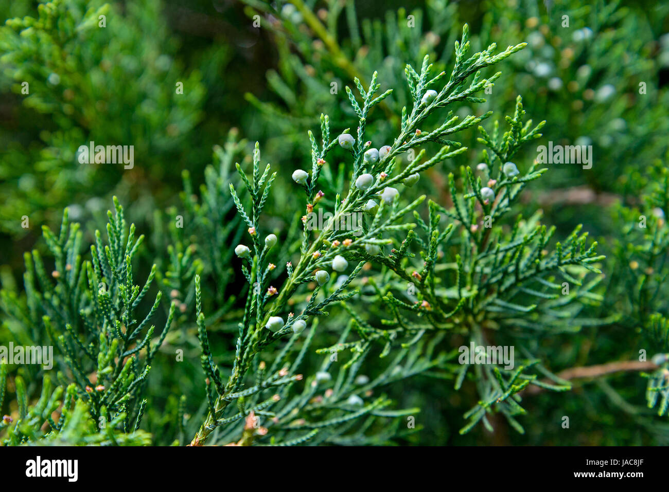 The juniper berries are photographed on branch Stock Photo