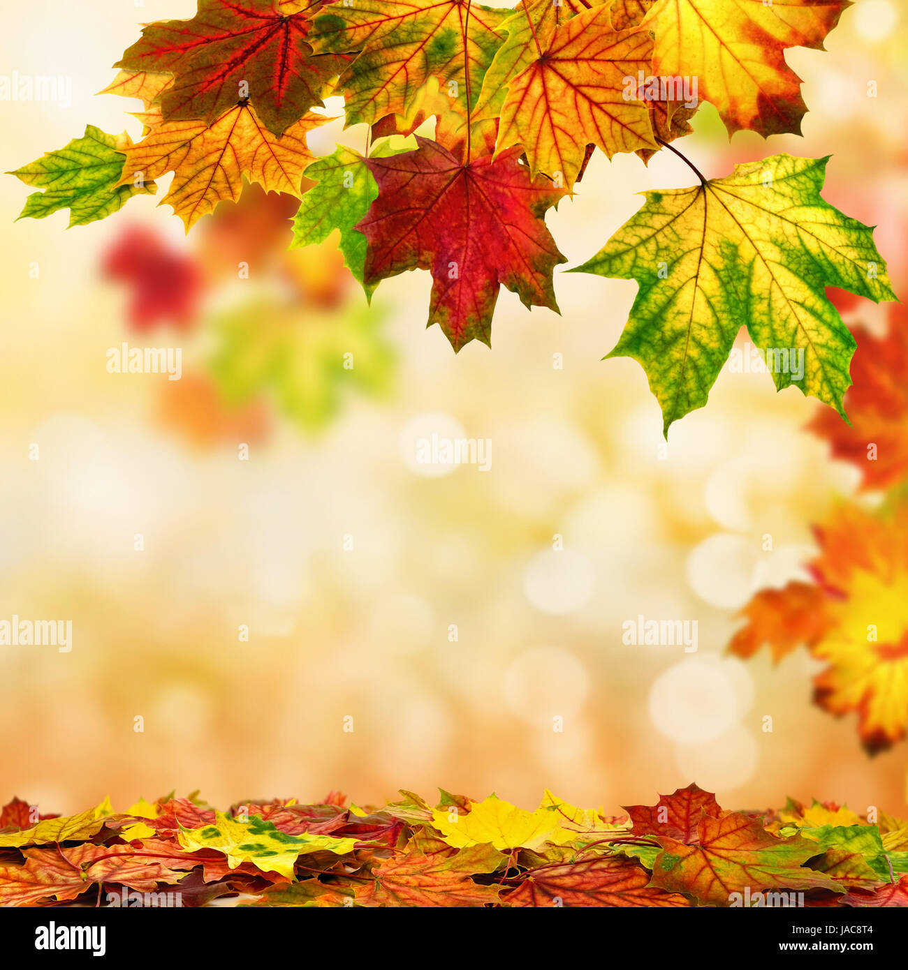 Laub Blatt Herbst Baum Ahorn Ast Herbstlich Natur Hi res Stock Laub Blatt Herbst Baum Ahorn Ast Herbstlich Natur Hi res Stock
