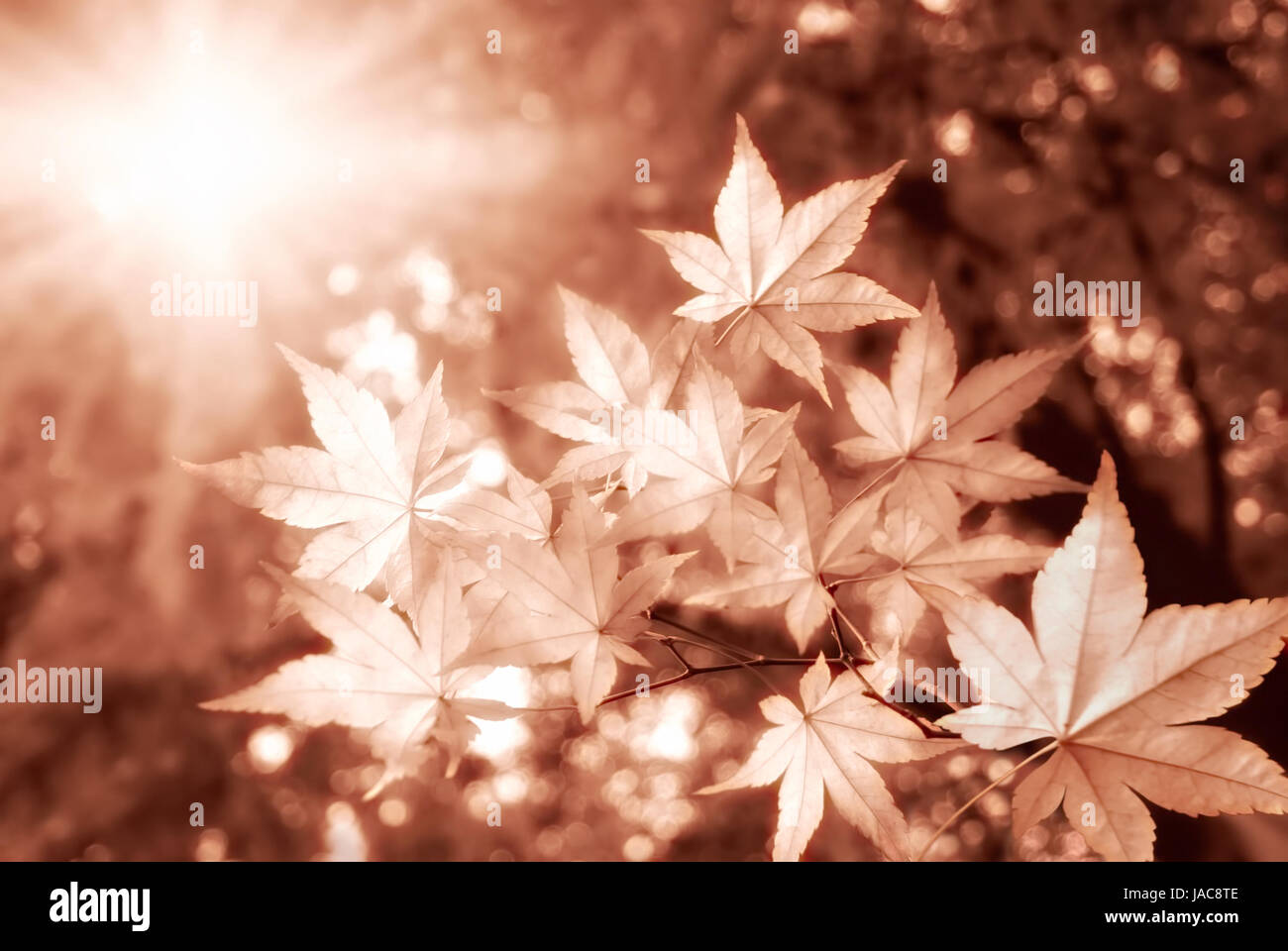 Malerische Ahornbäume im Herbst mit der Sonne, die durch sie scheint Stock Photo