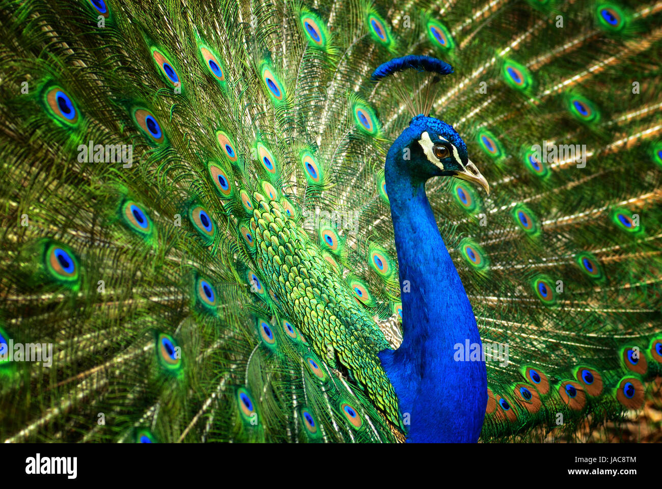 Seitlicher hi-res stock photography and images - Alamy