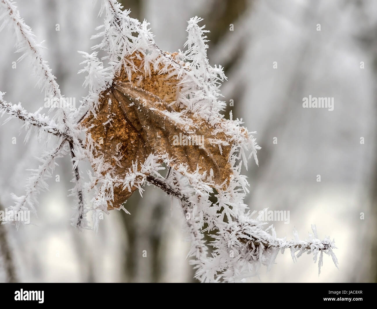 In the cold in winter hoarfrost forms, In der Kälte im Winter bildet sich Raureif Stock Photo