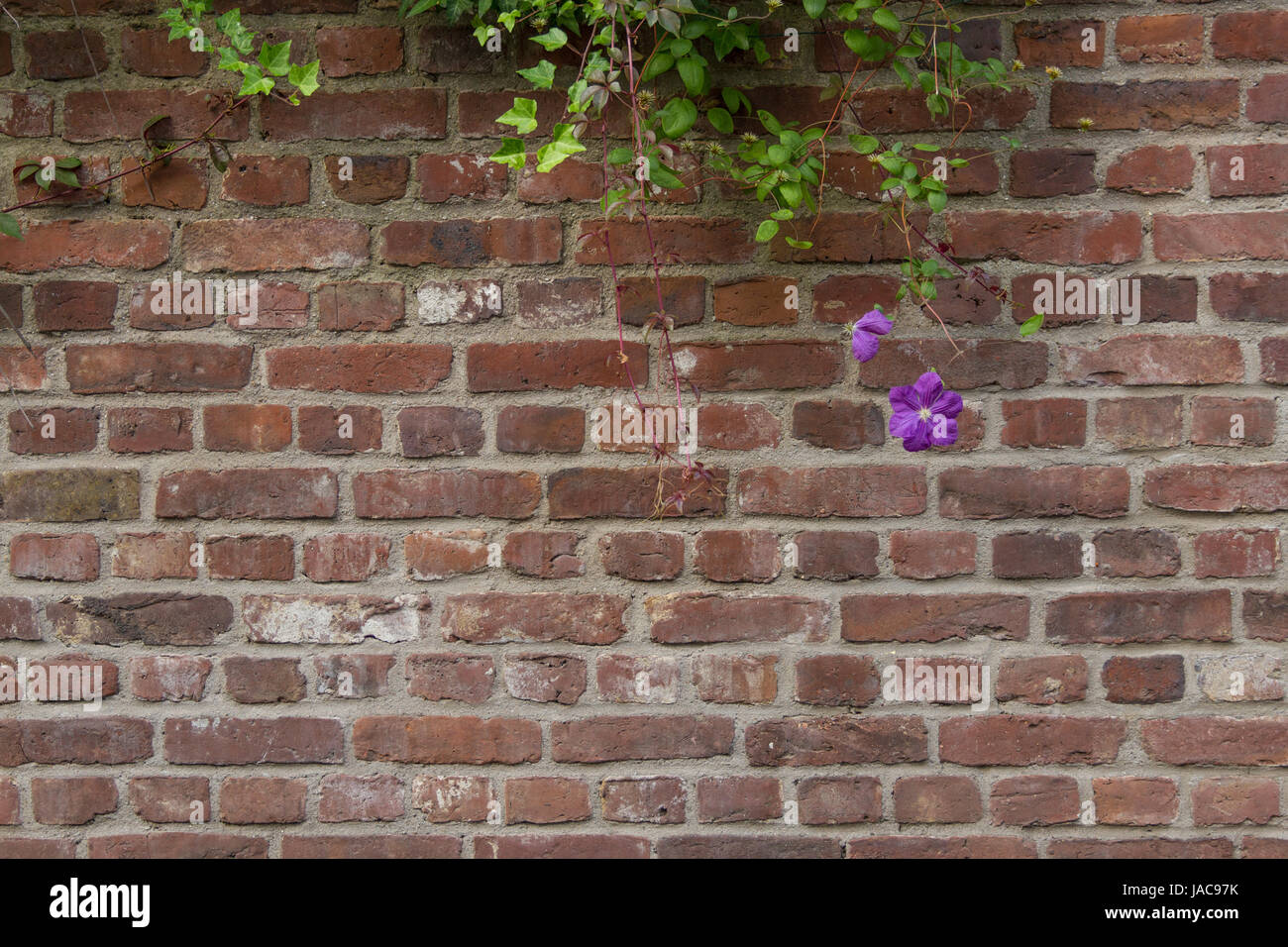 Eine Backsteinmauer mit herunterrankenden Blumen Stock Photo