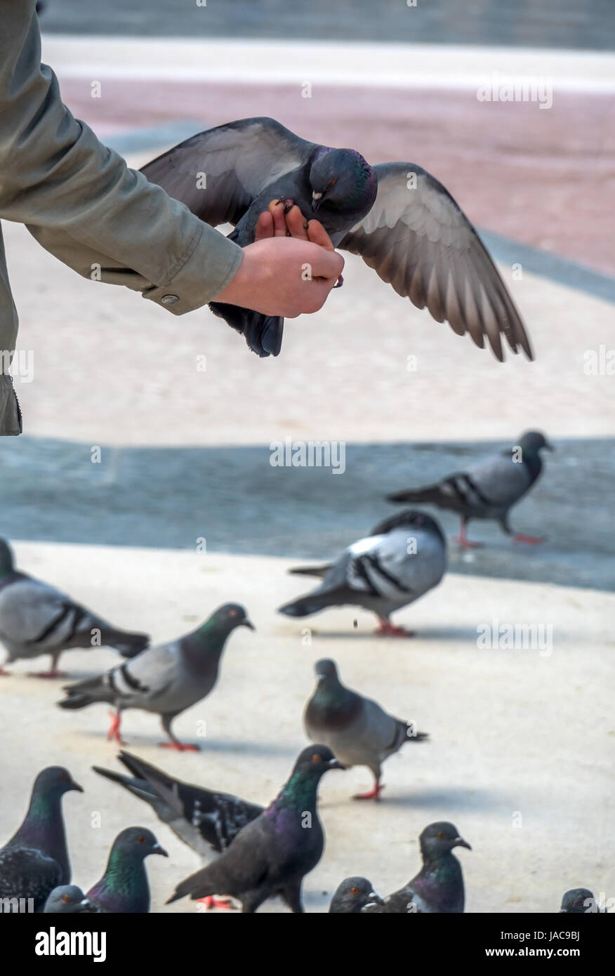 A man feeds pigeons in a town, Ein Mann füttert in einer Stadt Tauben Stock Photo