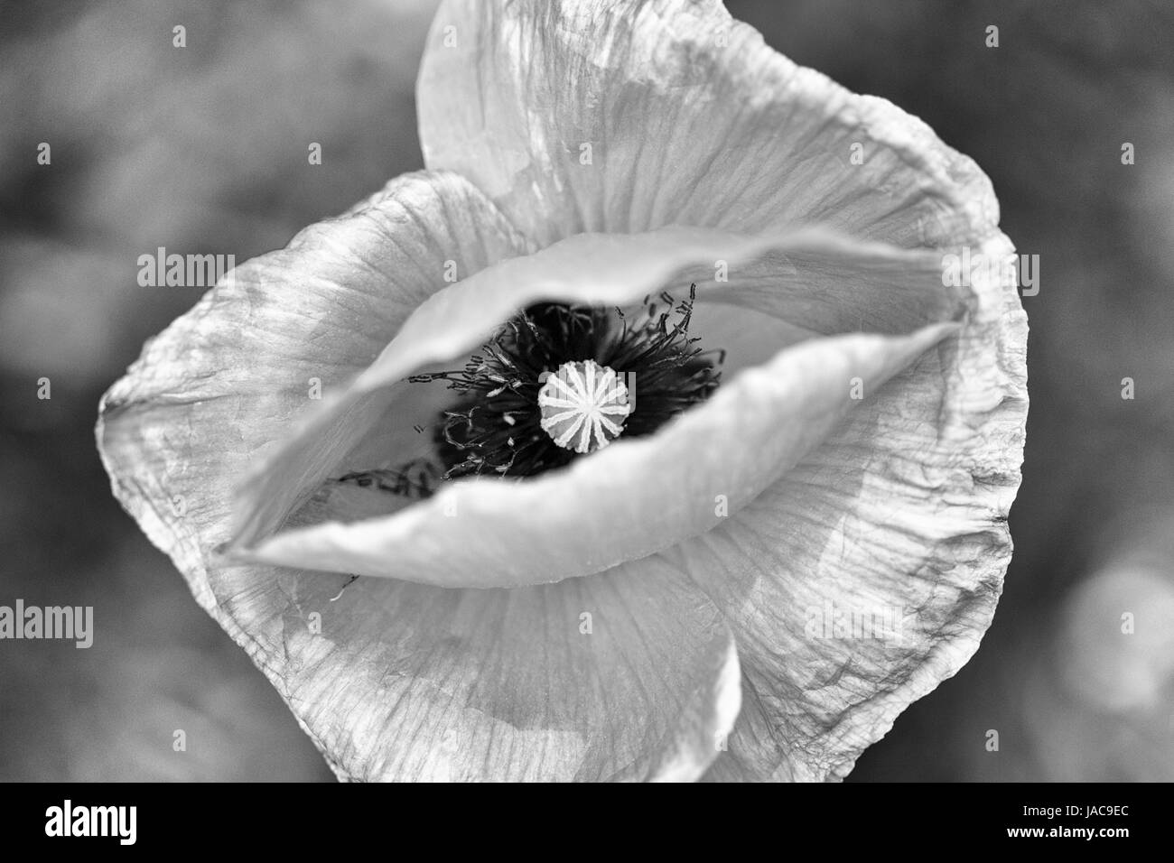 close-up of a poppy flower (Papaver rhoeas) Stock Photo