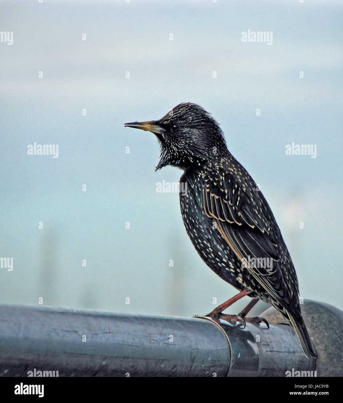 Common or European Starling shows off its striking plumage. Stock Photo