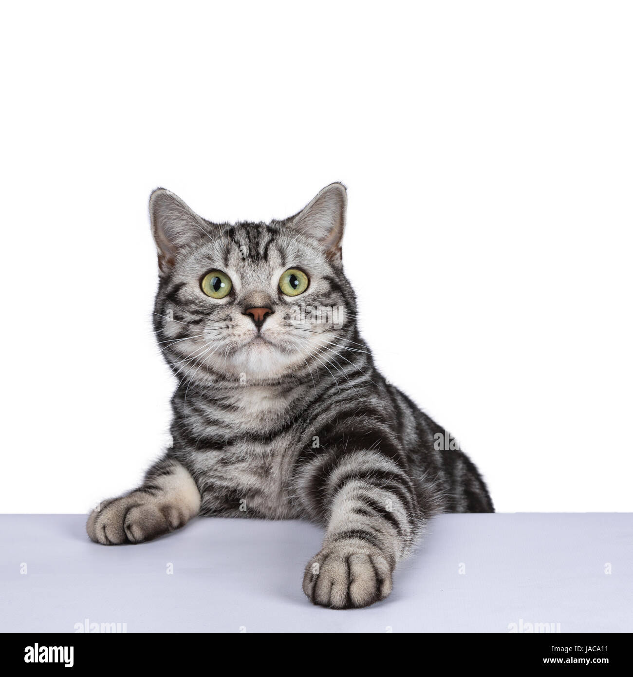 Grumpy Tabby Serious British Cat On A Black Background Stock Photo -  Download Image Now - iStock