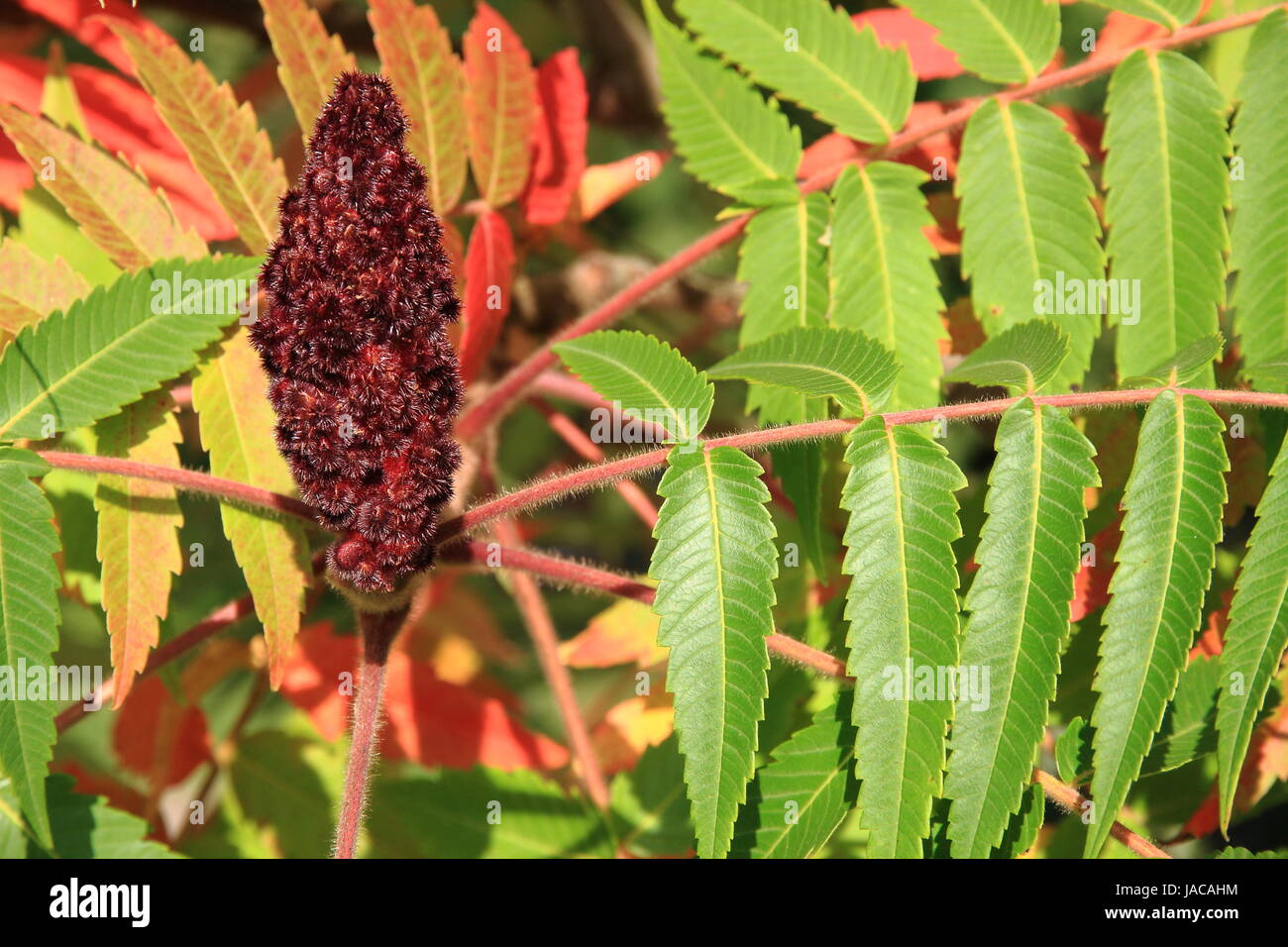 vinegar tree with blossom Stock Photo Alamy