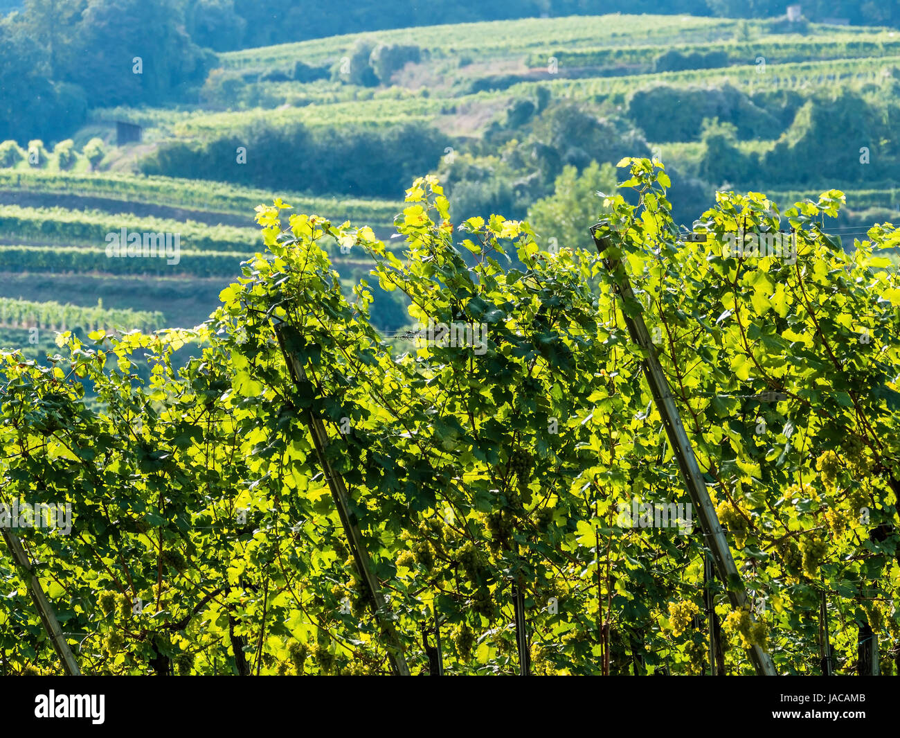 The vineyard of a winegrower in Lower Austria, Der Weingarten eines Winzers in Niederösterreich Stock Photo