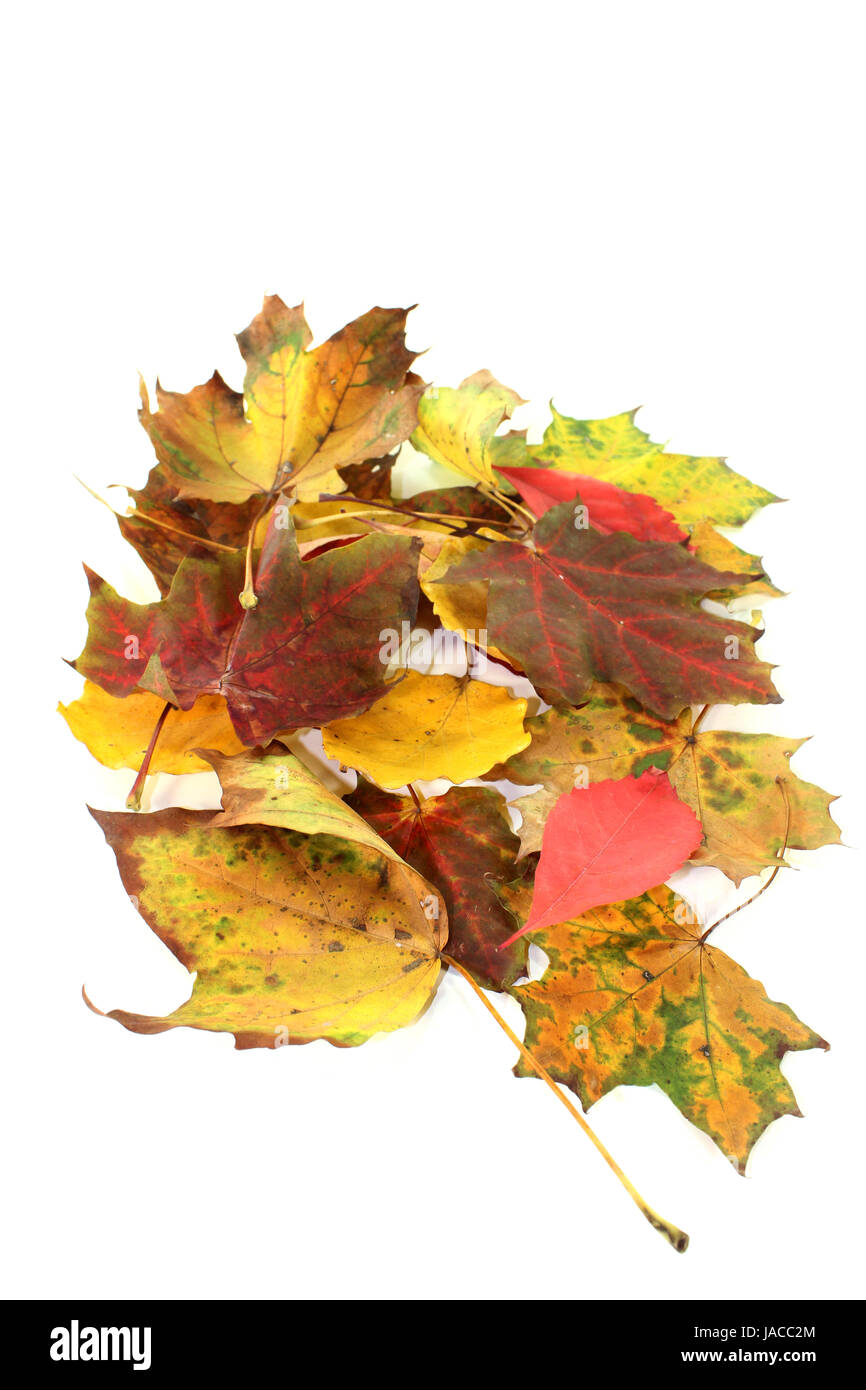verschiedene bunte Herbstblätter vor weißem Hintergrund Stock Photo