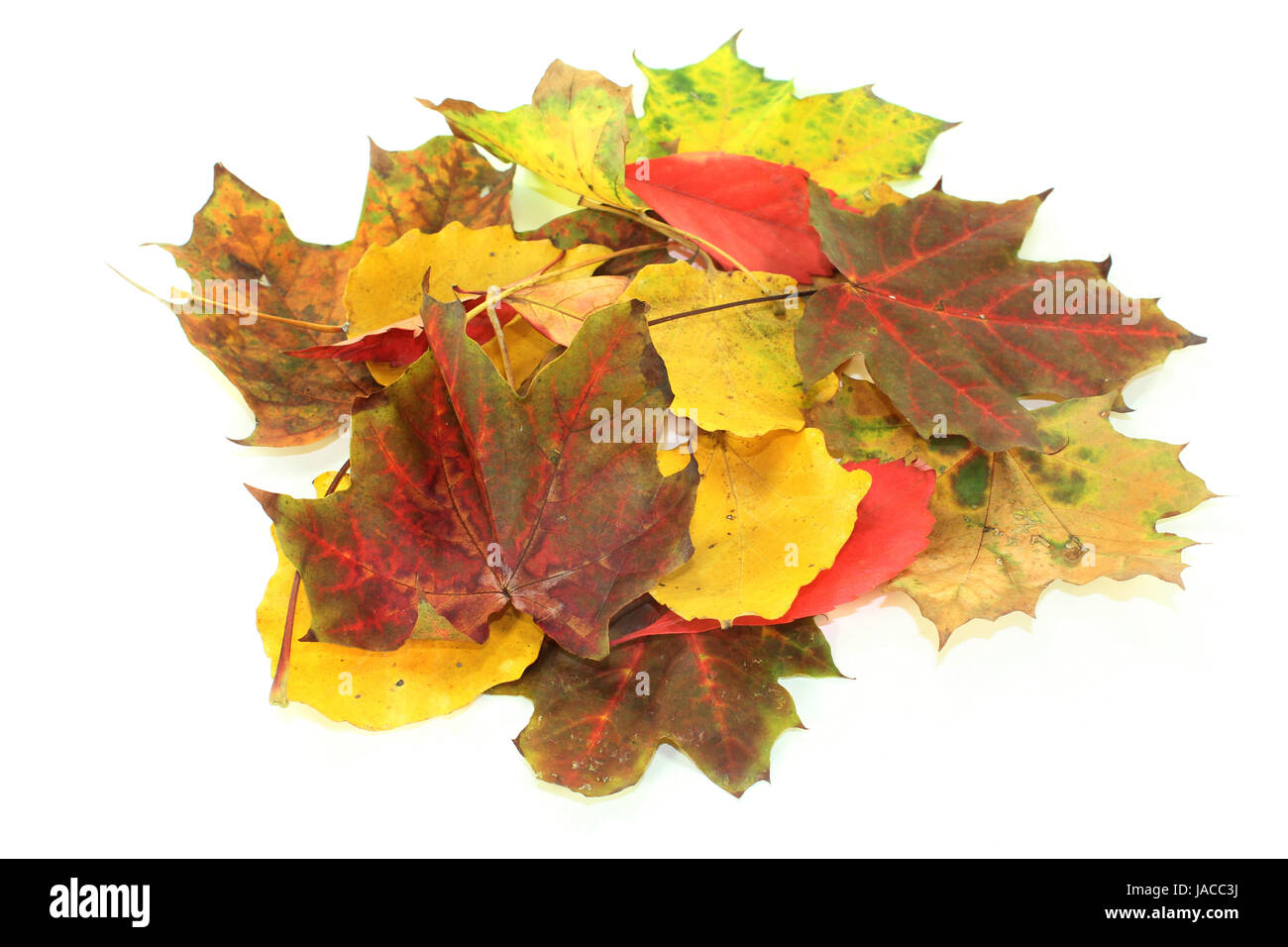 verschiedene bunte Herbstblätter vor weißem Hintergrund Stock Photo