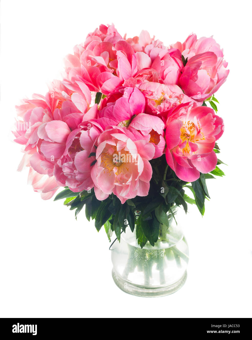 Fresh peony flowers Stock Photo Alamy