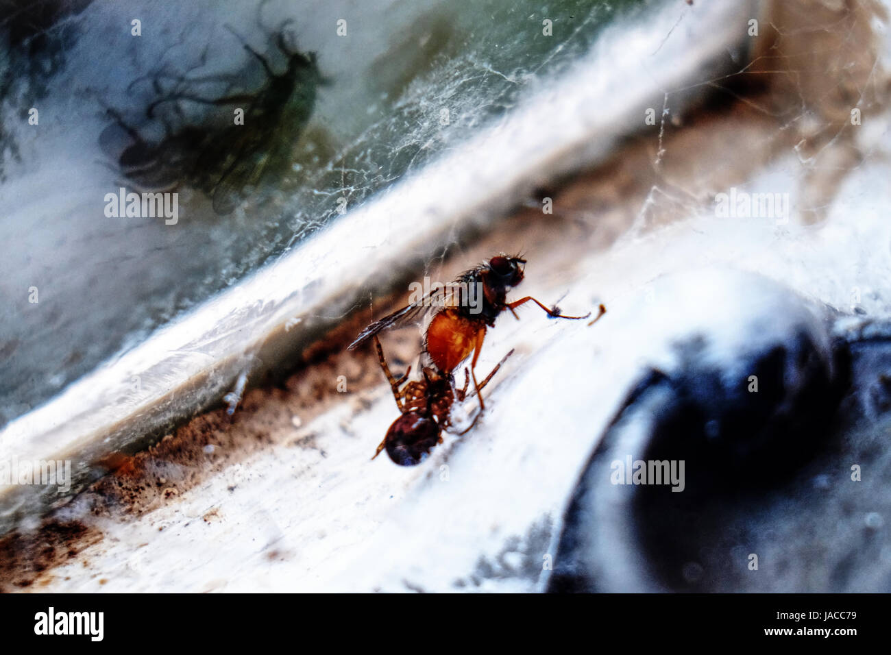A spider catching a fly in its web Stock Photo - Alamy