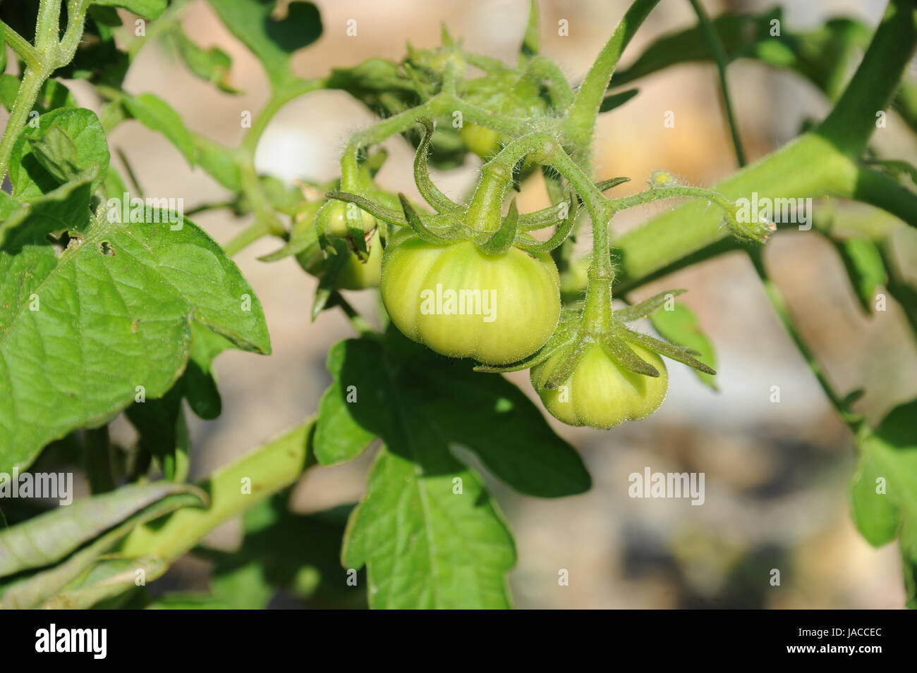 spain tomatoes Stock Photo Alamy