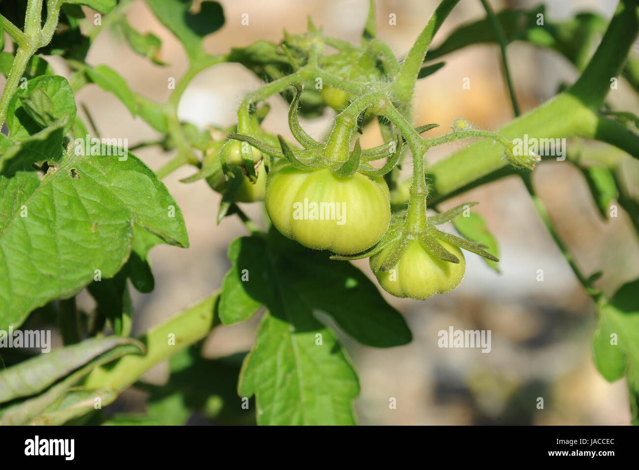 spain - tomatoes Stock Photo