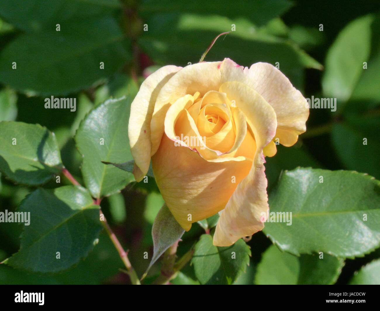 Rosaceae rosengewachse hi-res stock photography and images - Alamy