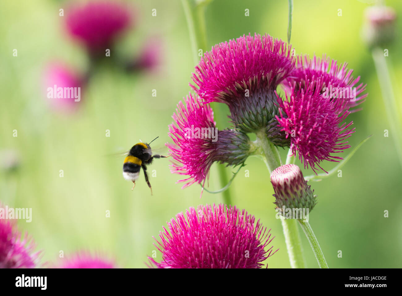 Cirsium rivulare atropurpureum  with flying Bombus terrestris bumblebee Stock Photo