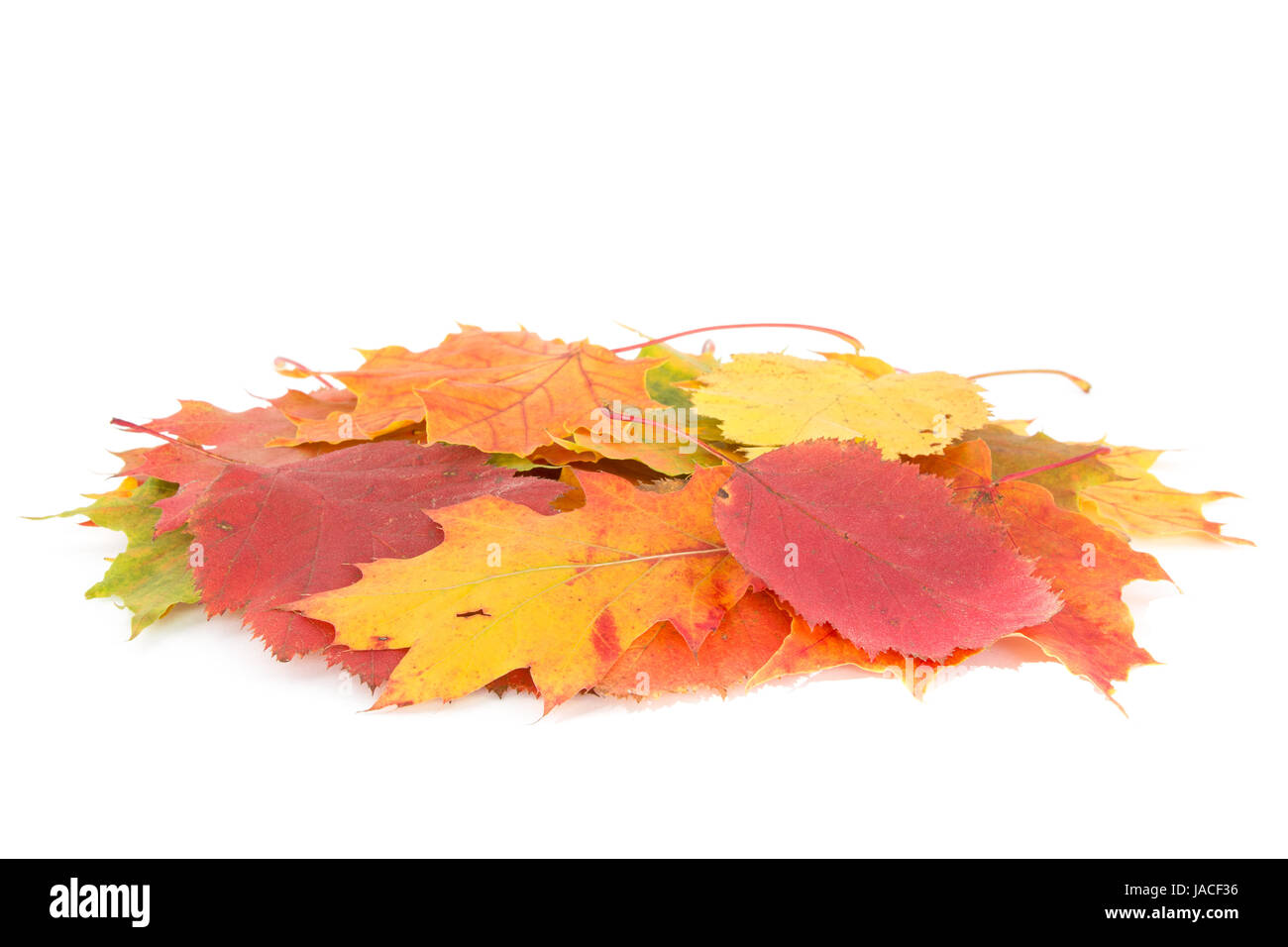 Dry leaves pile isolated on white background Stock Photo - Alamy