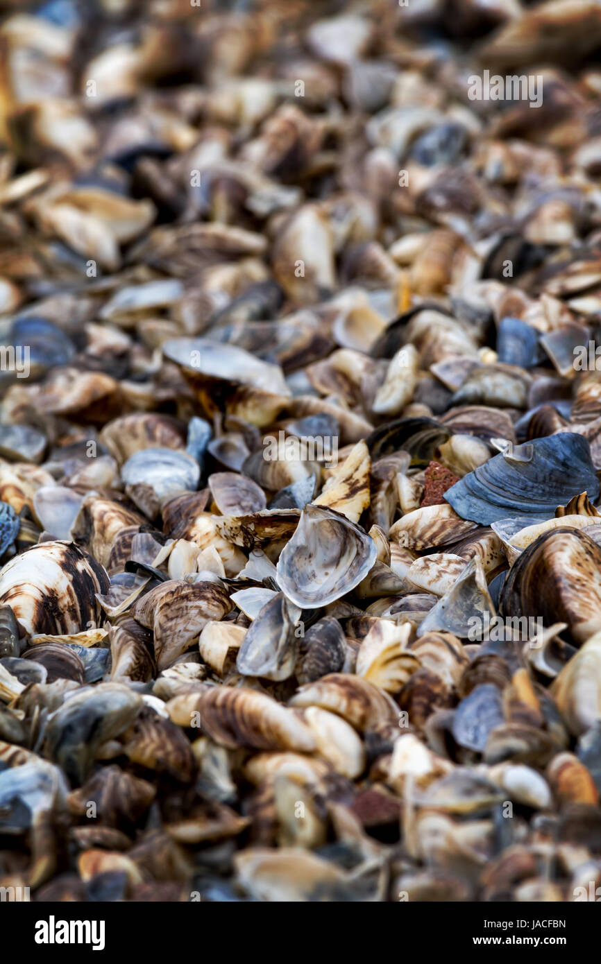 Dry Shell Many dry shell Stock Photo - Alamy