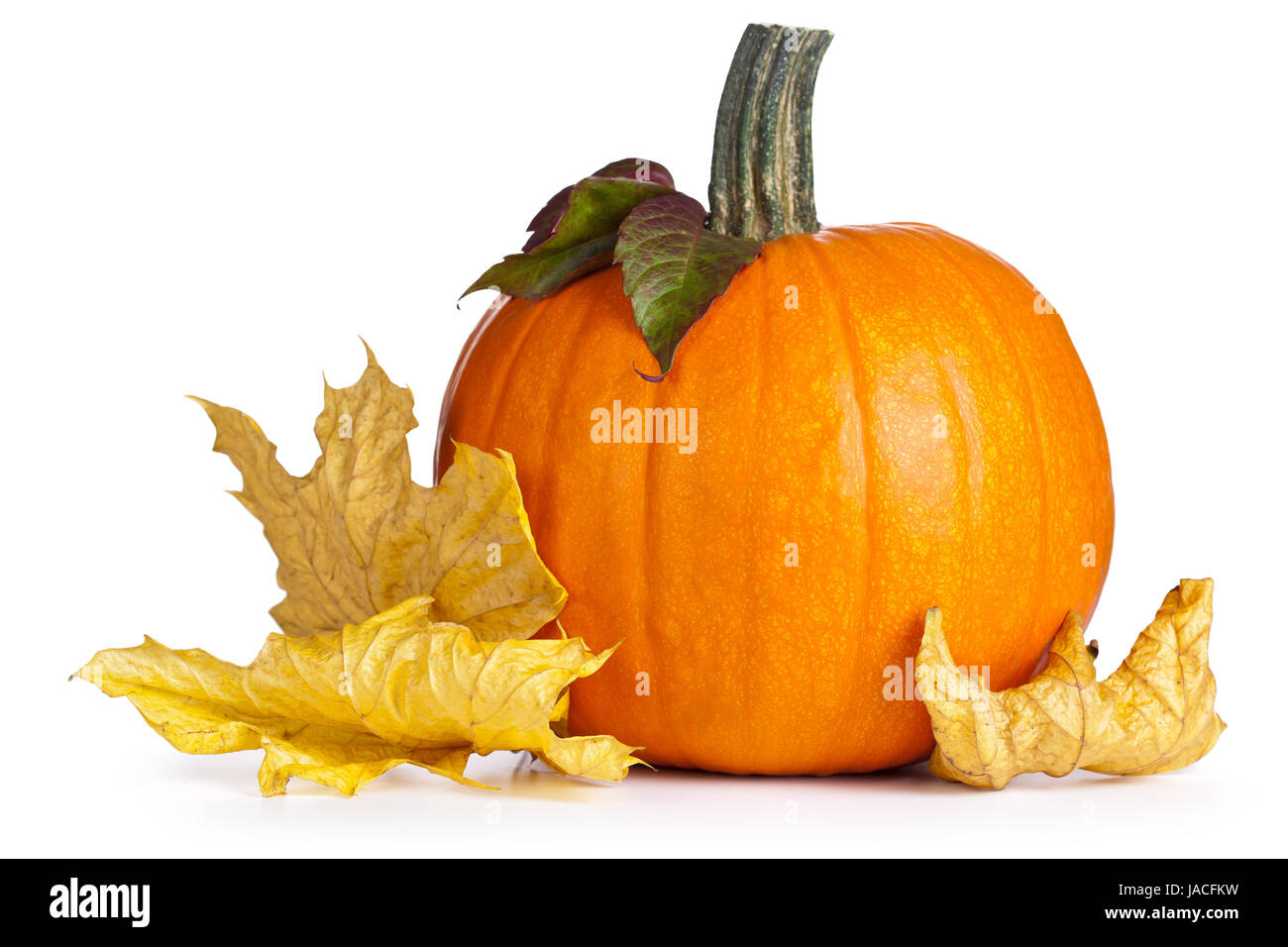 Pumpkin with autumn leaves on white background. Autumn composition ...