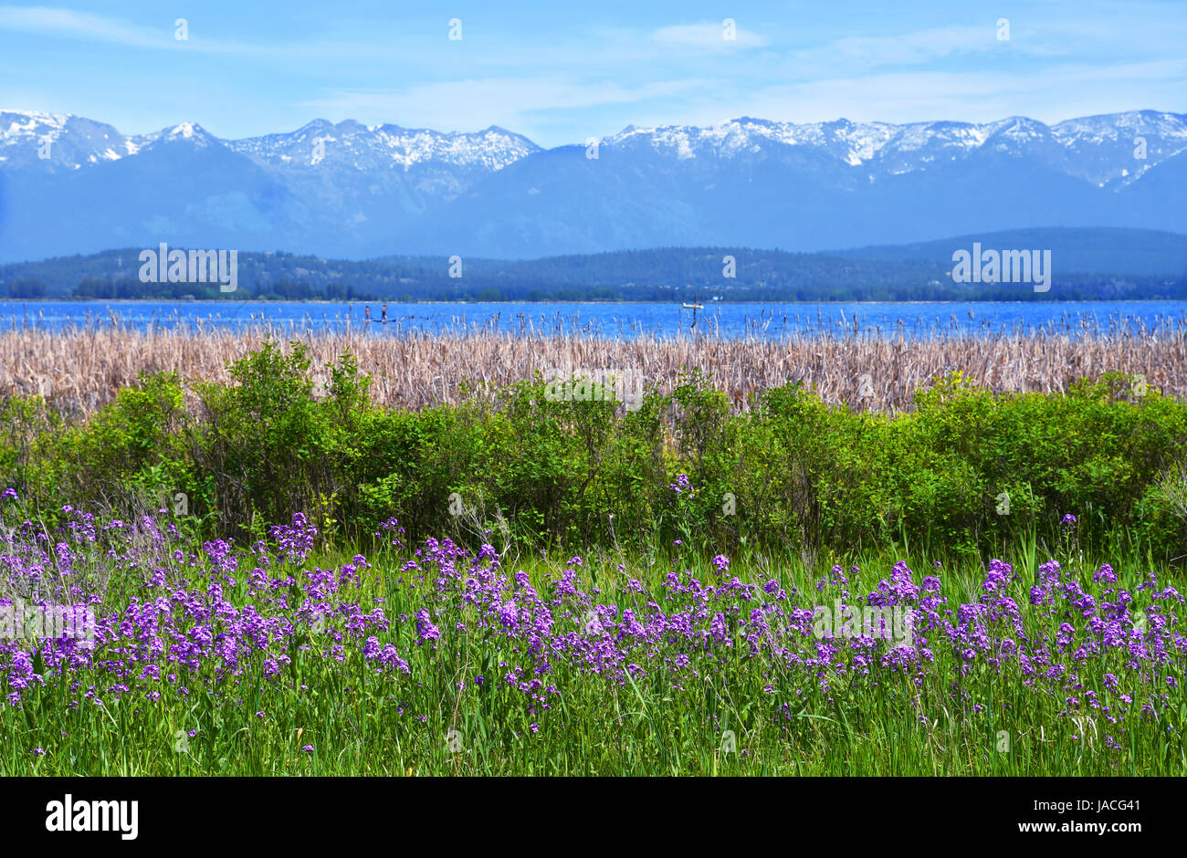 Purple sweet rocket wildflowers bloom in front of rows of wild roses