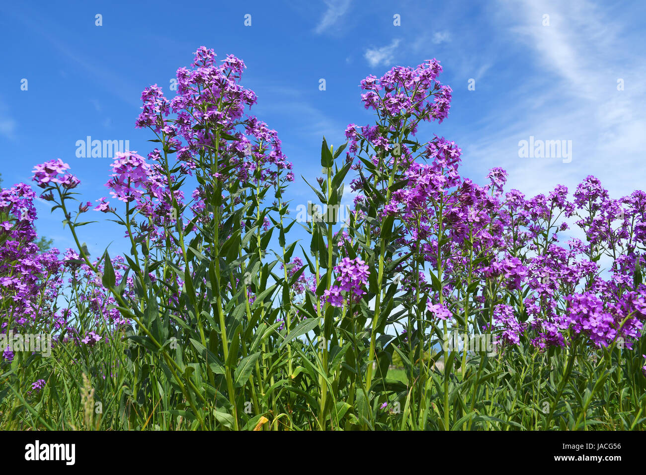 Hesperis matronalis - Sweet rocket - growing against a cloudy blue sky Stock Photo