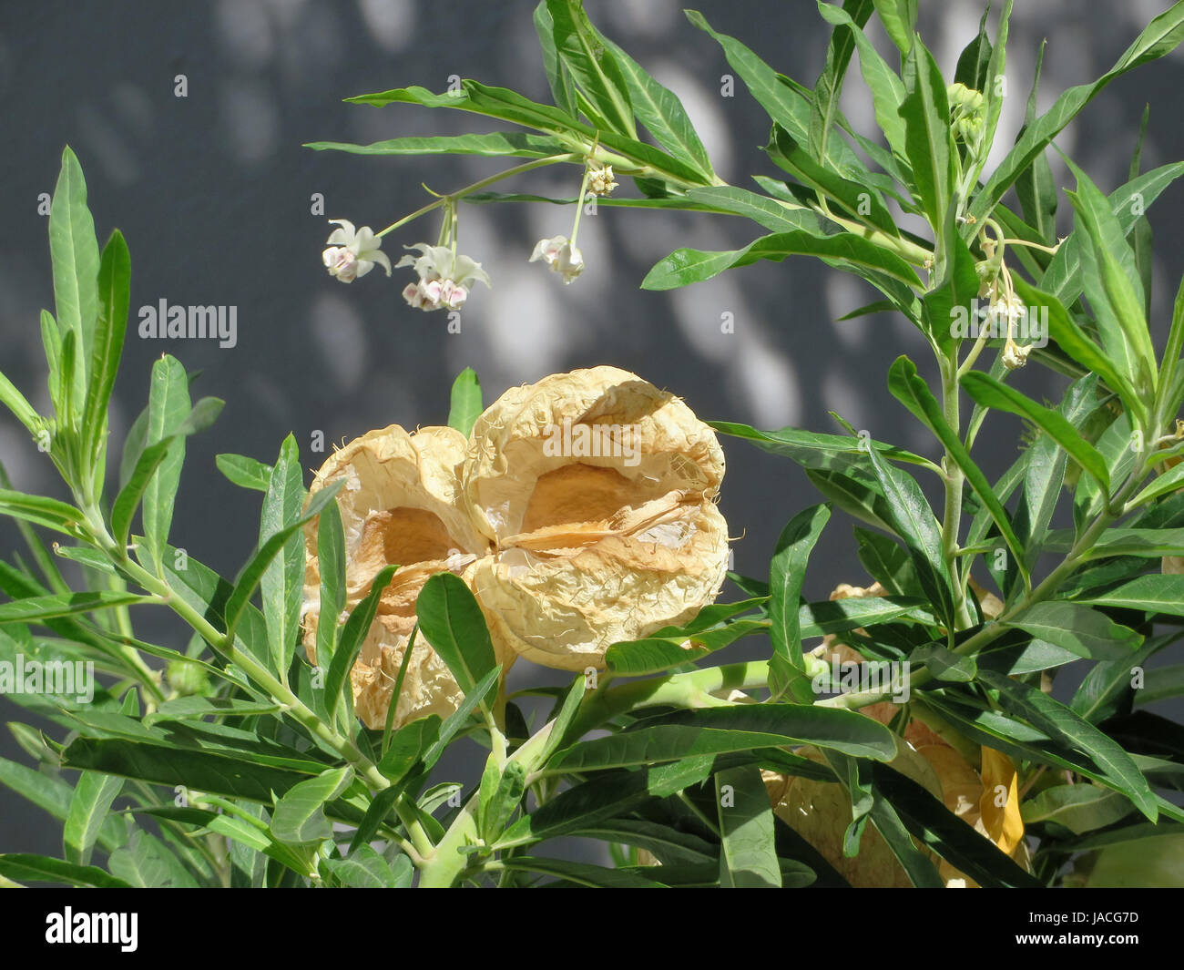 cotton silk plant - gomphocarpus fruticosus Stock Photo