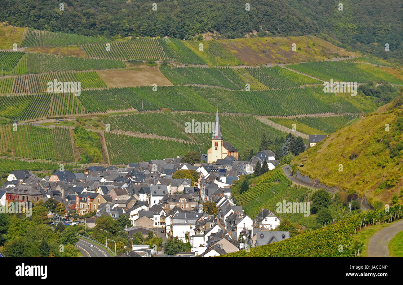 vineyards in senheim Stock Photo