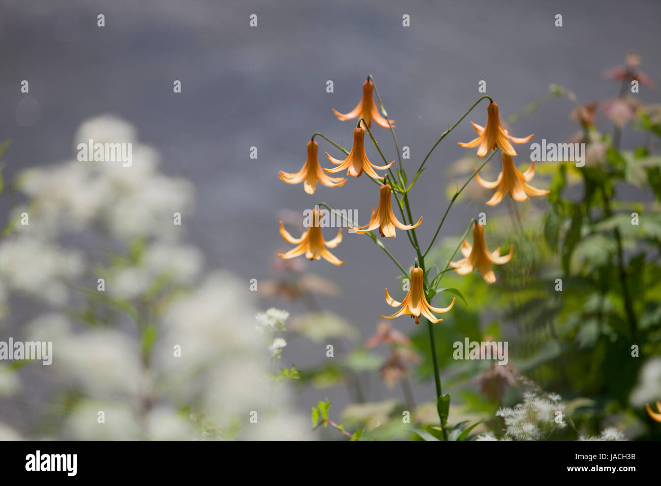 Wild tiger lilies by the lake. Isolated on a blurry background. Stock Photo