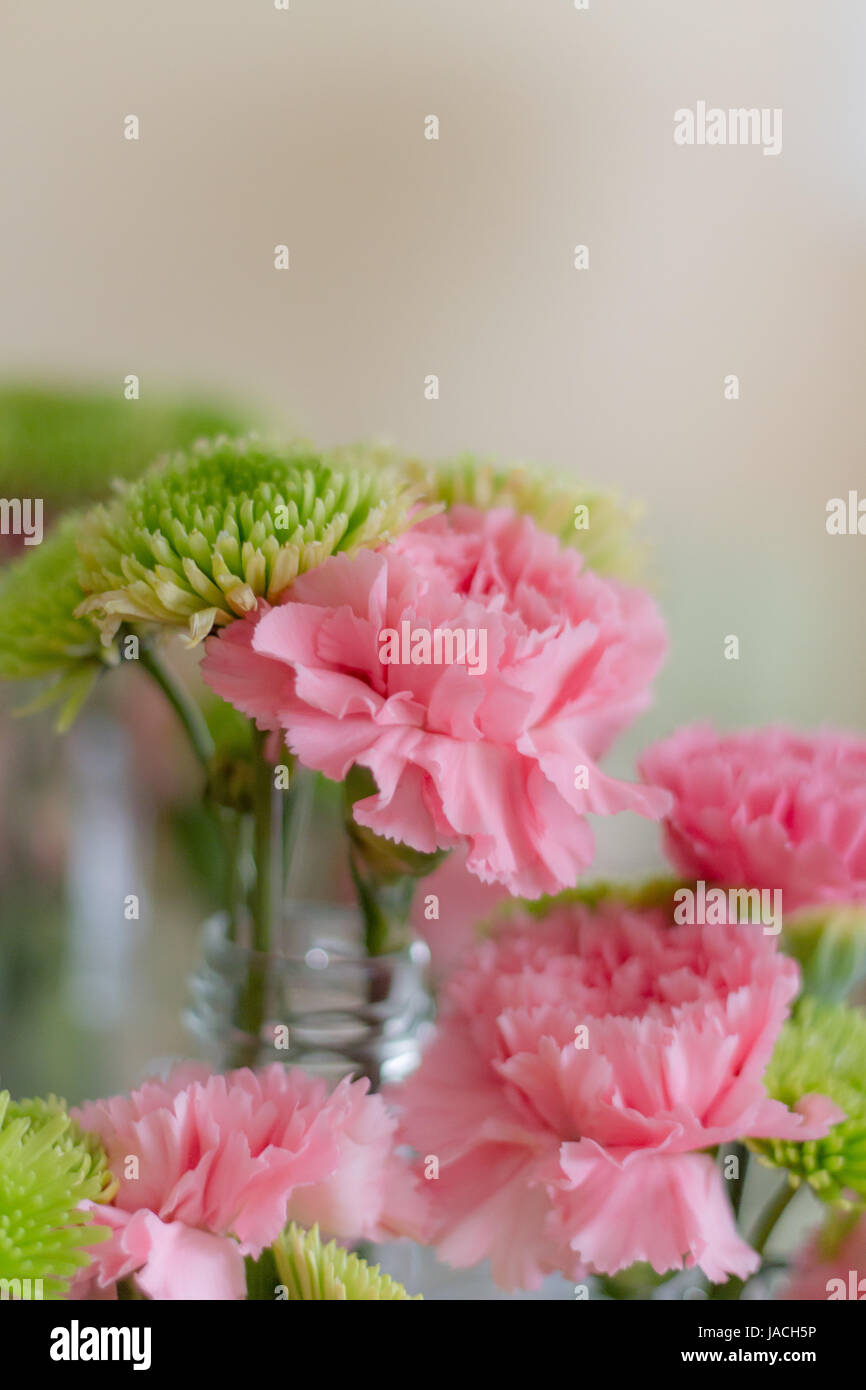 Green chrysanthemum and pink carnation Stock Photo - Alamy