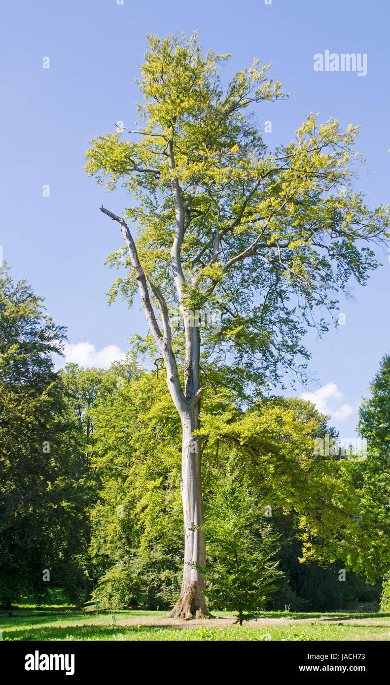 Baum in grüner Sommerlandschaft Stock Photo