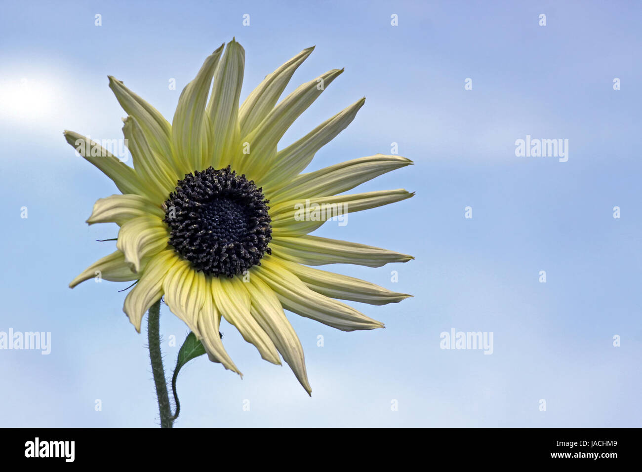 small-flowered sunflower helianthus debilis Stock Photo