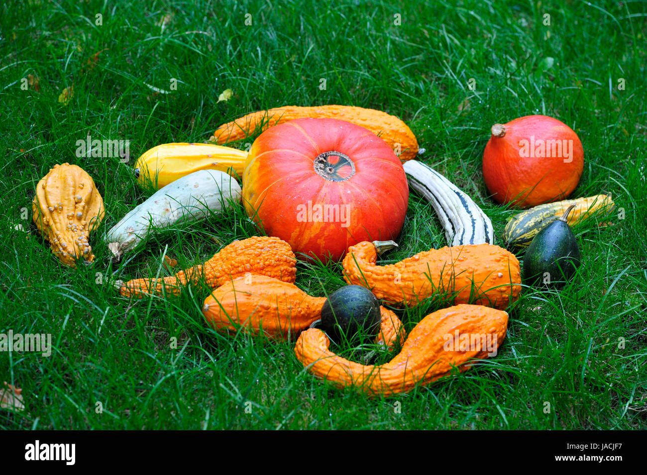 Autumn decoration with pumpkins. Stock Photo