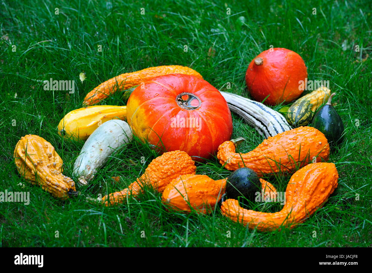 Autumn decoration with pumpkins. Stock Photo